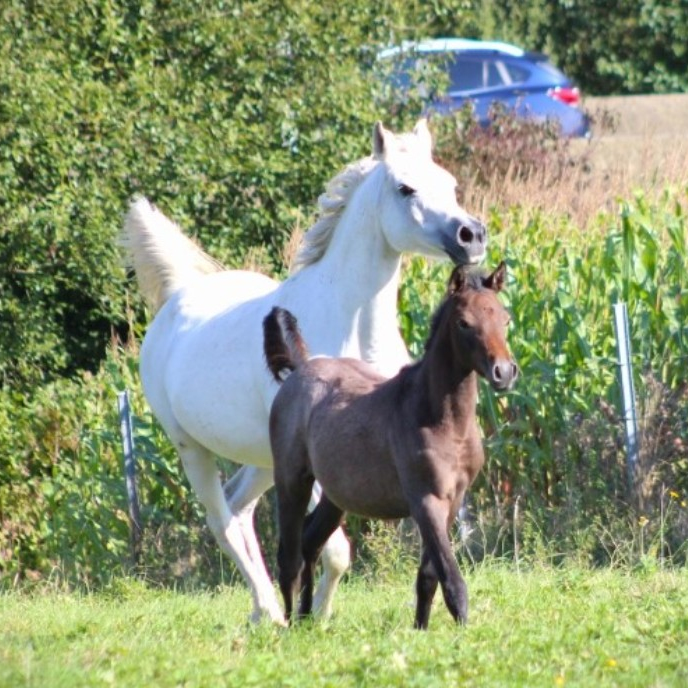 2007 Arabian mare with powerful and floating movements, S0089