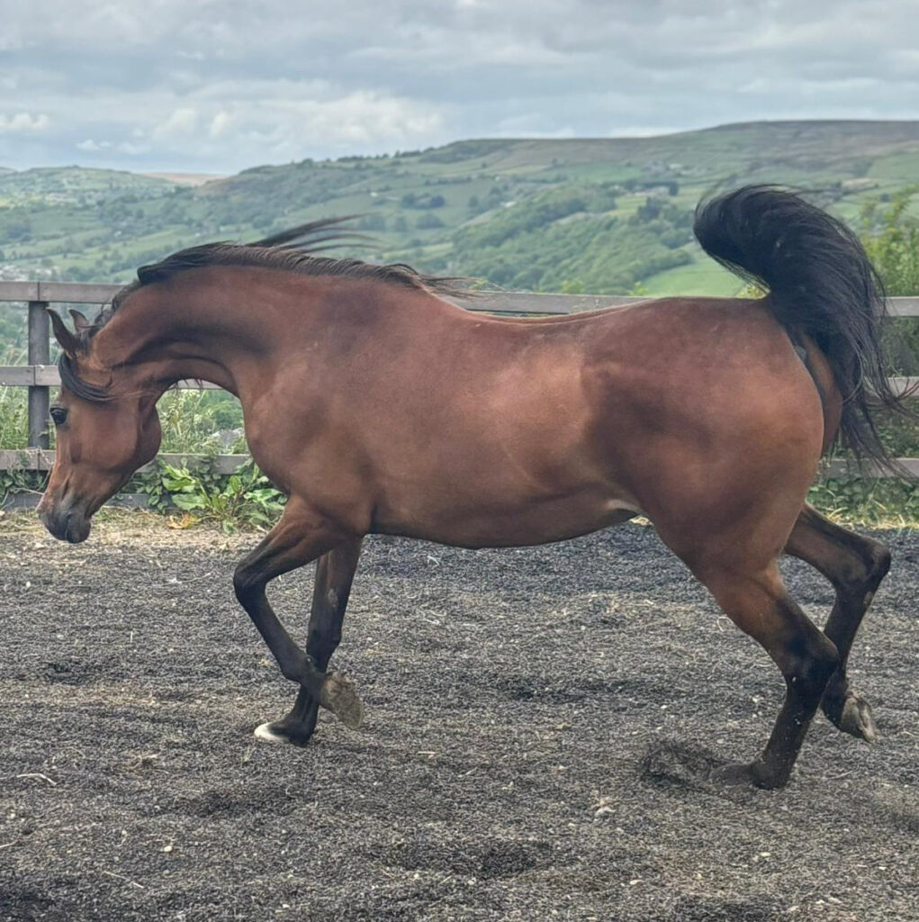 2019 Beautiful Arabian mare by World famous WH JUSTICE, S0102