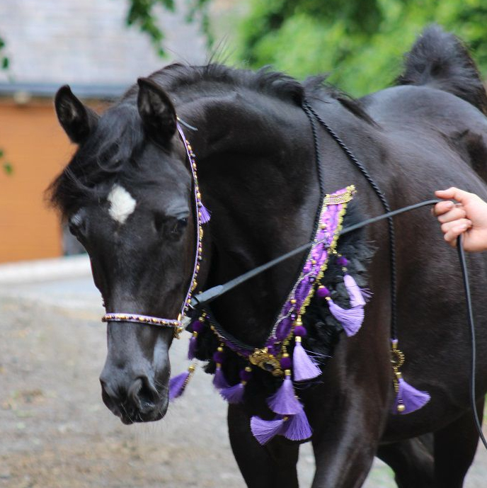 2024 Homozygous black Arabian filly out of a beautiful WINDSPREES MIRAGE daughter, S0103