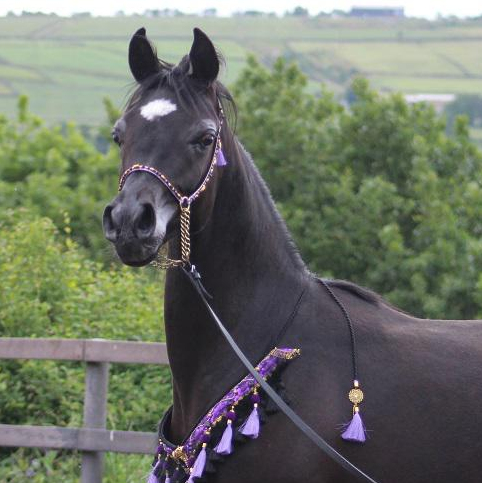 2024 Black Arabian filly. She's a granddaughter of MAGNUM PSYCHE, S0105