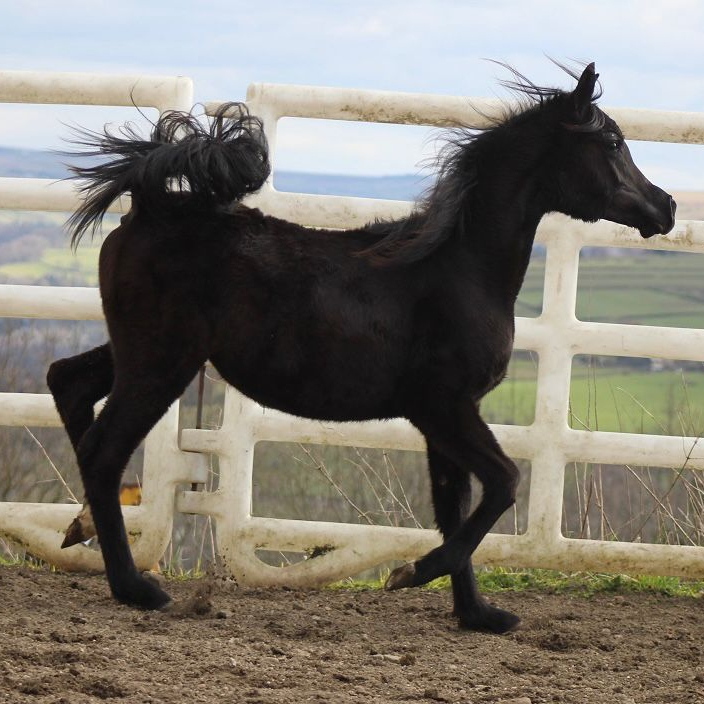 2024 Black Arabian filly. Granddaughter of NV BEAU BEY by BEY SHAH, S0106