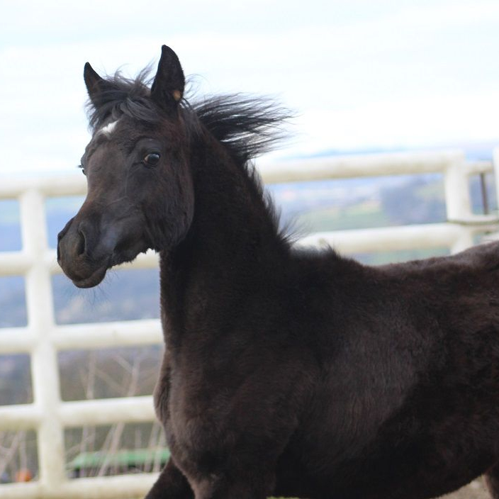 2024 Black Arabian filly, S0107