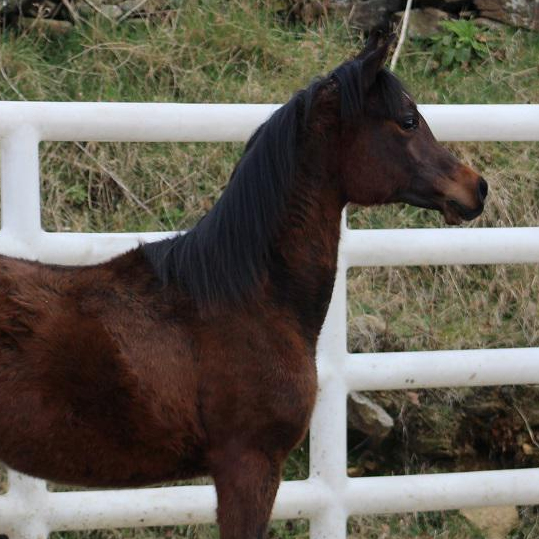 2024 Very pretty bay Arabian filly by the exotic stallion MAGIC SPECIAL ONE, S0108