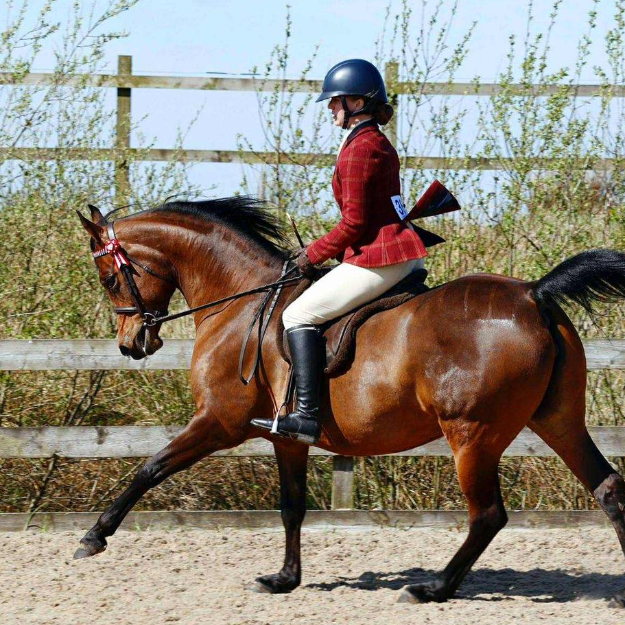 2015 Lovely ridden Arabian mare, S0109