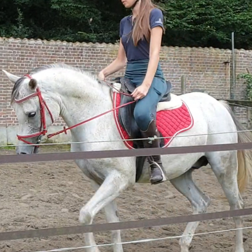 2016 Grey Arabian gelding, S0111

