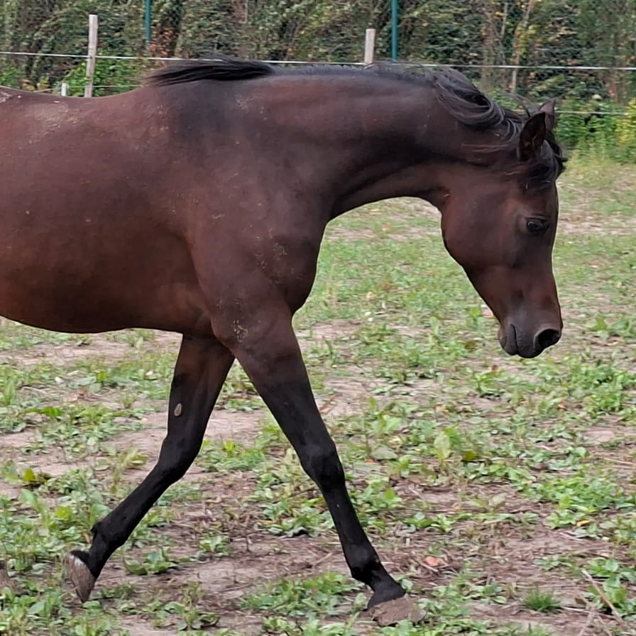 2013 Beautiful dark bay Arabian mare. She's a granddaughter of Platinum World Champion GAZAL AL SHAQAB, S0113