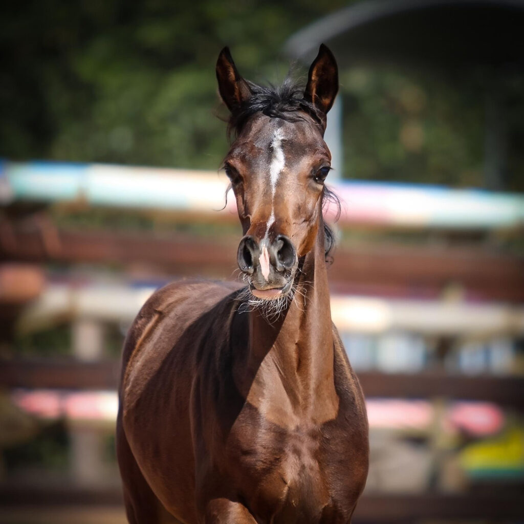 2025 Arabian filly. She has a refined and an expressive head with large eyes and large nostrils, S0115