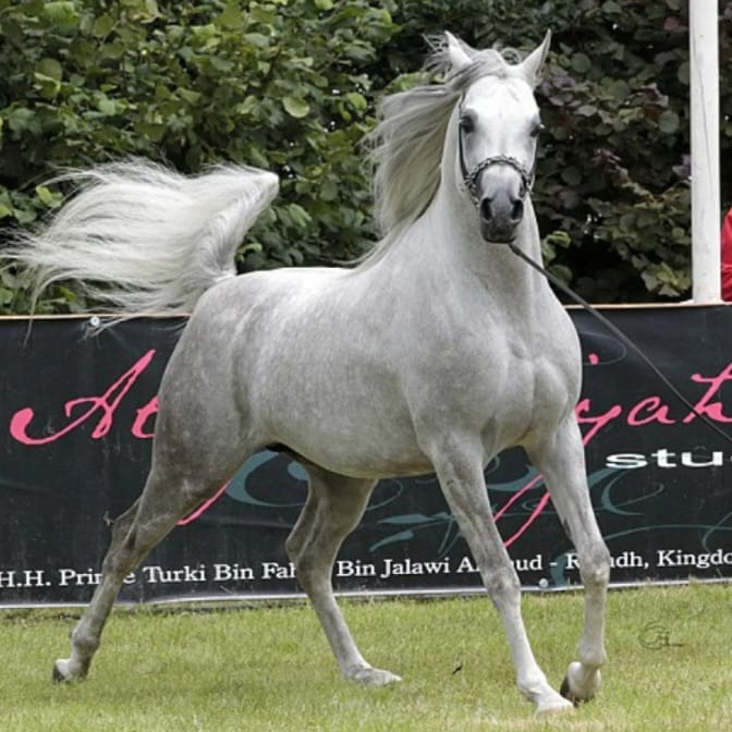 2006 Arabian Champion Stallion for breeding, S0122