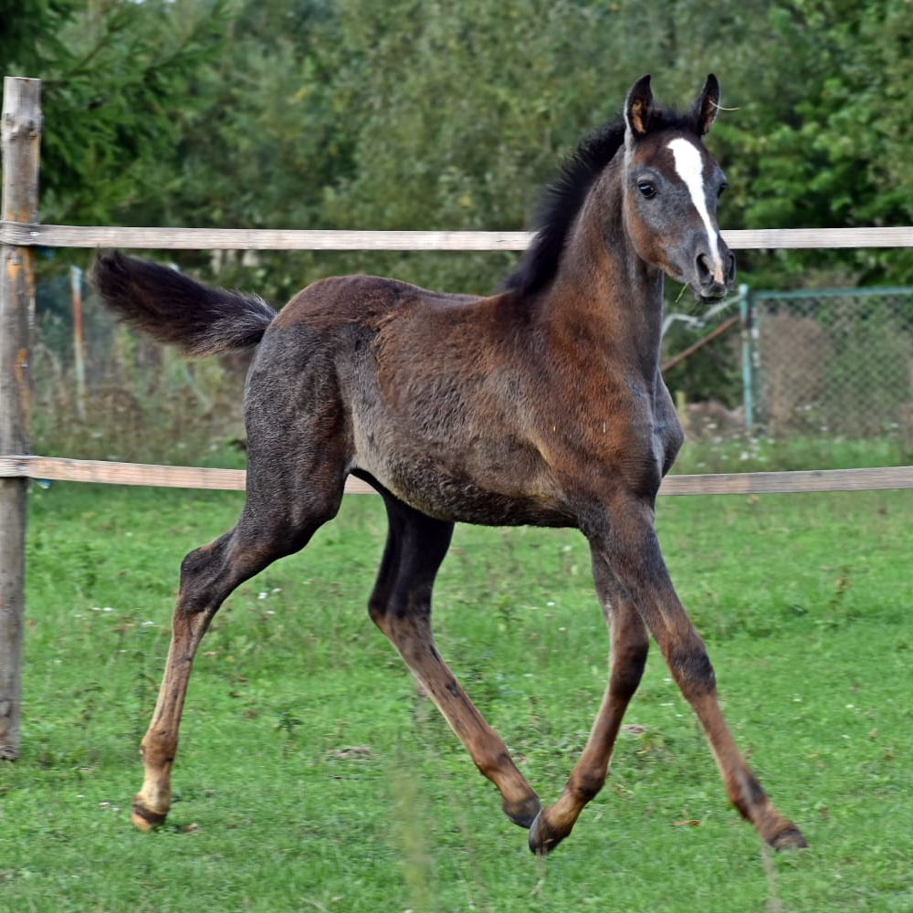 2025 Arabian filly with the bloodlines of AL AYAL AA and SHANGHAI EA and MARWAN AL SHAQAB, S0123