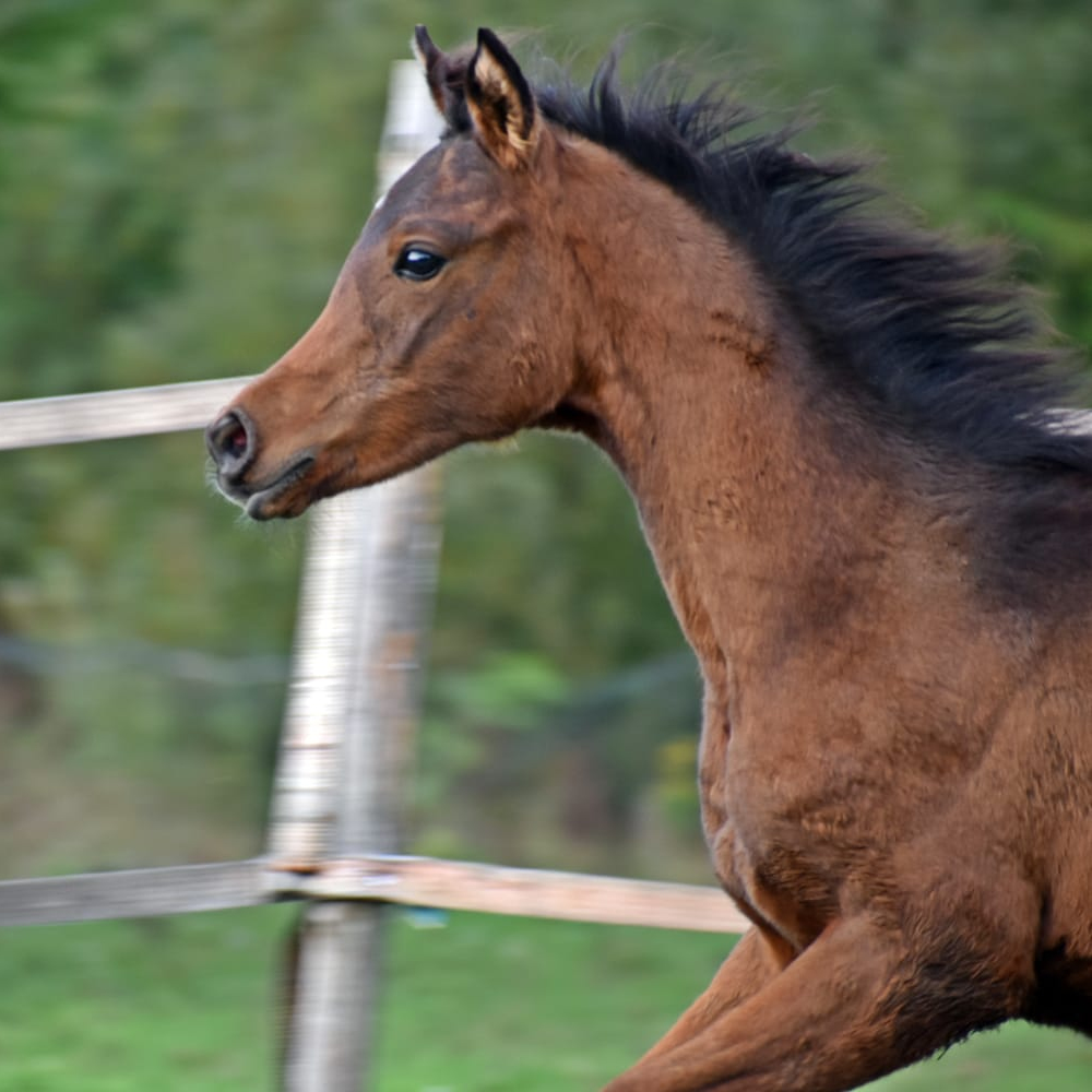 2025 Bay Arabian filly tracing in the sireline back to KAHIL AL SHAQAB, S0129