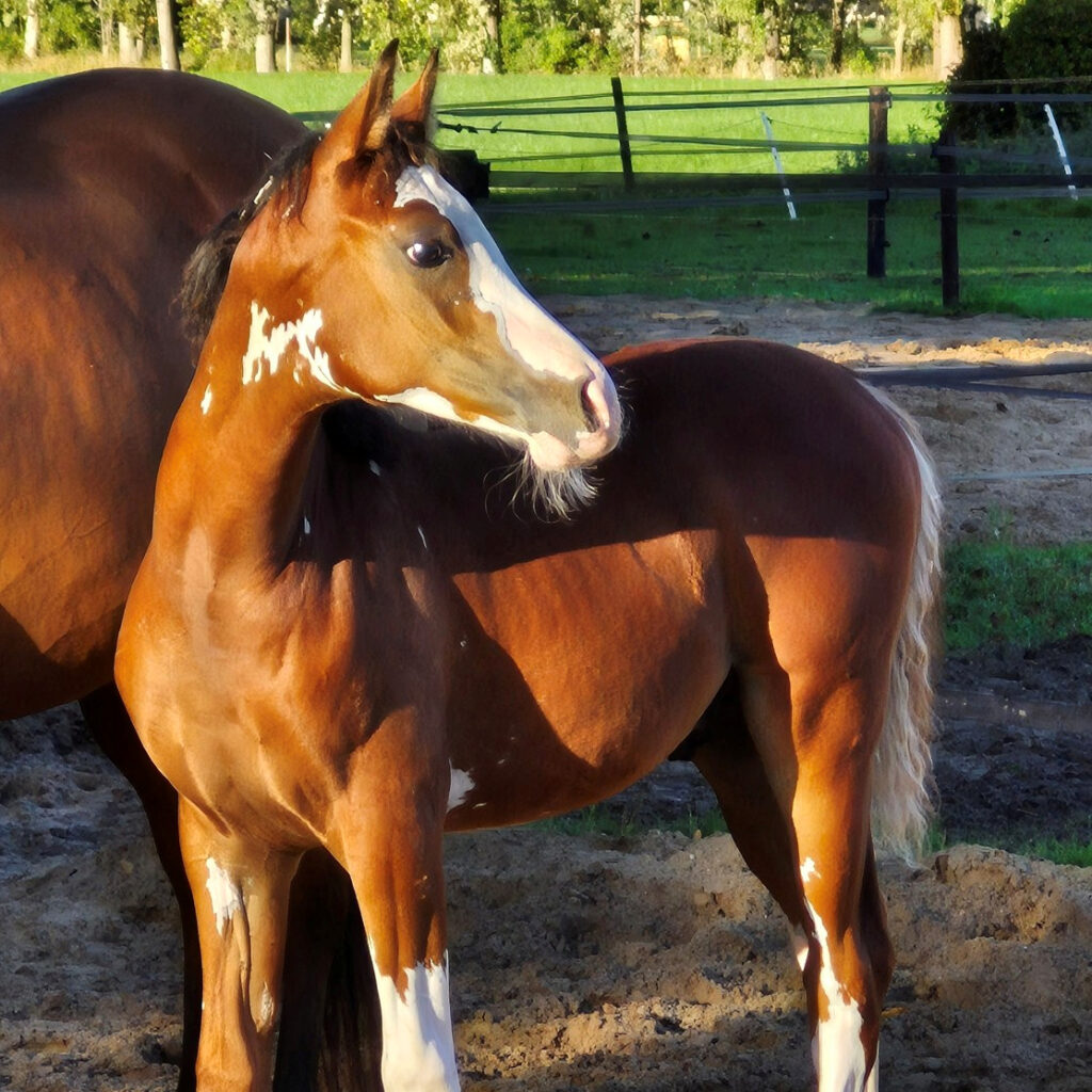 2025 Rare purebred bay Arabian colt with the W15 gen, S0130