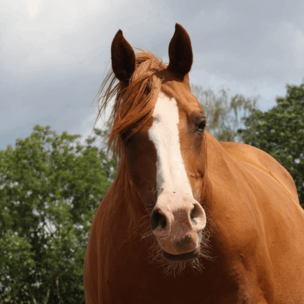 2003 Arabian mare by PSYTADEL, S0131