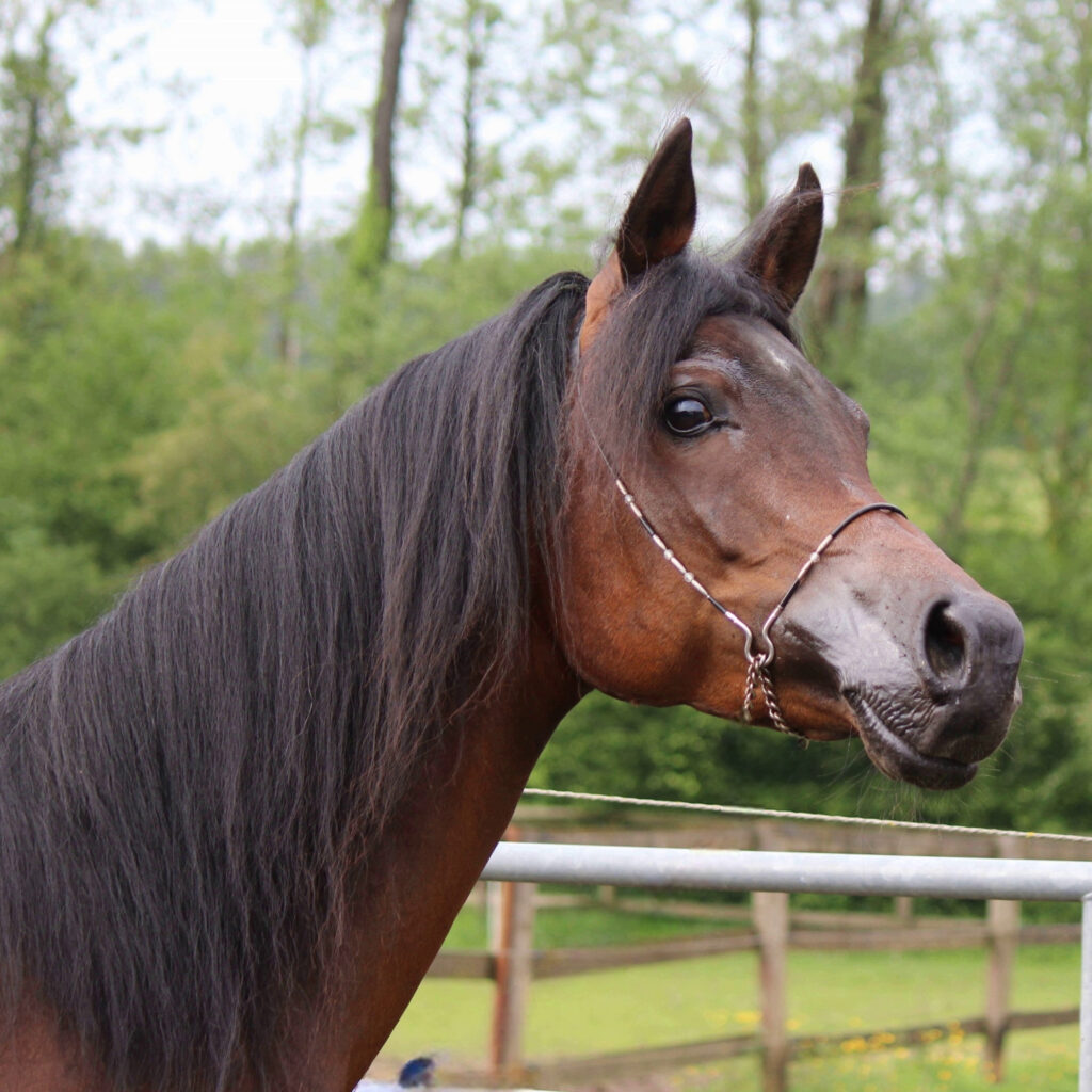 2019 Beautiful Arabian stallion by Multi Champion stallion EMERALD J, S0133