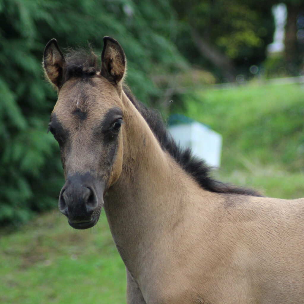 2025 Rare colored Half Blood colt, grullo, with 50% Arabian blood, S0136