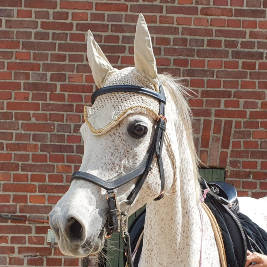 2008 Stunning flea-bitten Straight Egyptian mare, S0138