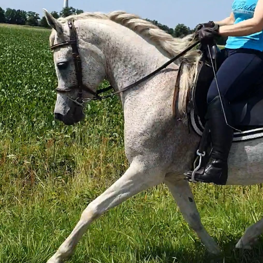 2017 Well ridden Straight Egyptian mare,  S0140