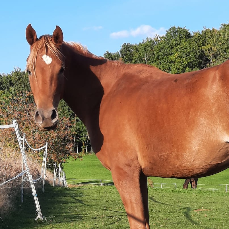 2023 Chestnut Arabian filly. Her sire is a champion and is by the world famous WH JUSTICE,  S0142