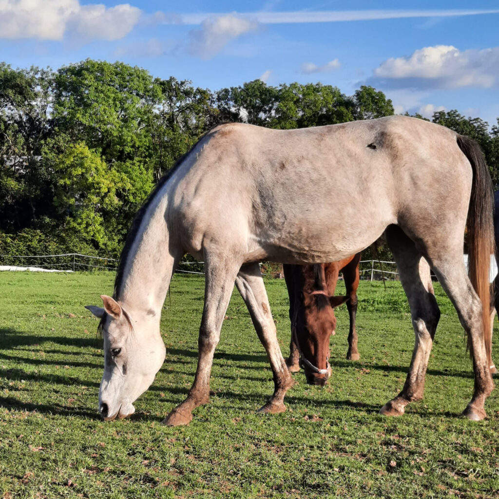 2021 Grey Arabian mare, S0143