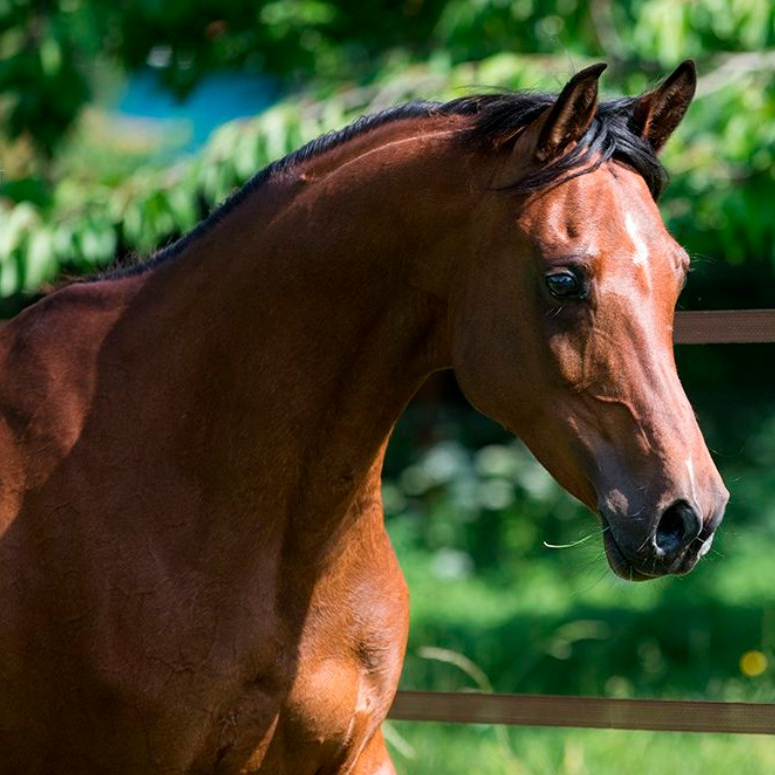 2015 Bay Straight Egyptian mare - Saklawi Gidrani (SG), S0145
