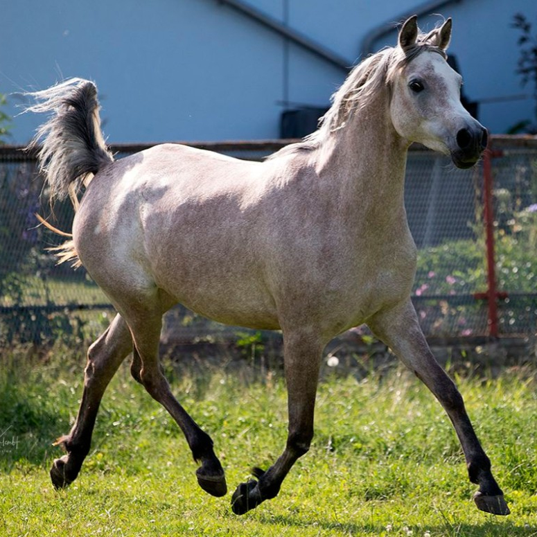 2020 Straight Egyptian mare, Hadban Enzahi (HE), Blue List, S0146