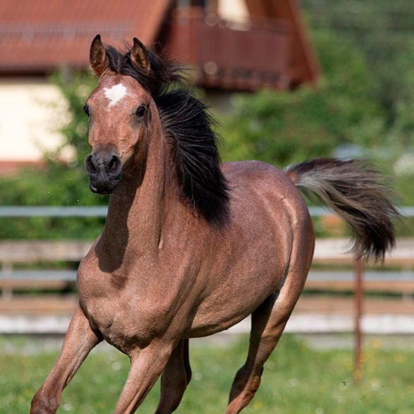 2024 Grey Straight Egyptian filly, Hadban Enzahi (HE), Blue List, S0147