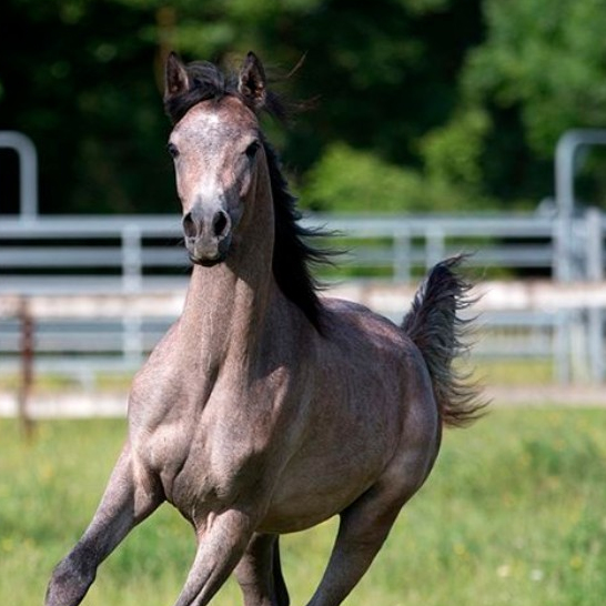 2024 Straight Egyptian gelding with a friendly character, S0148