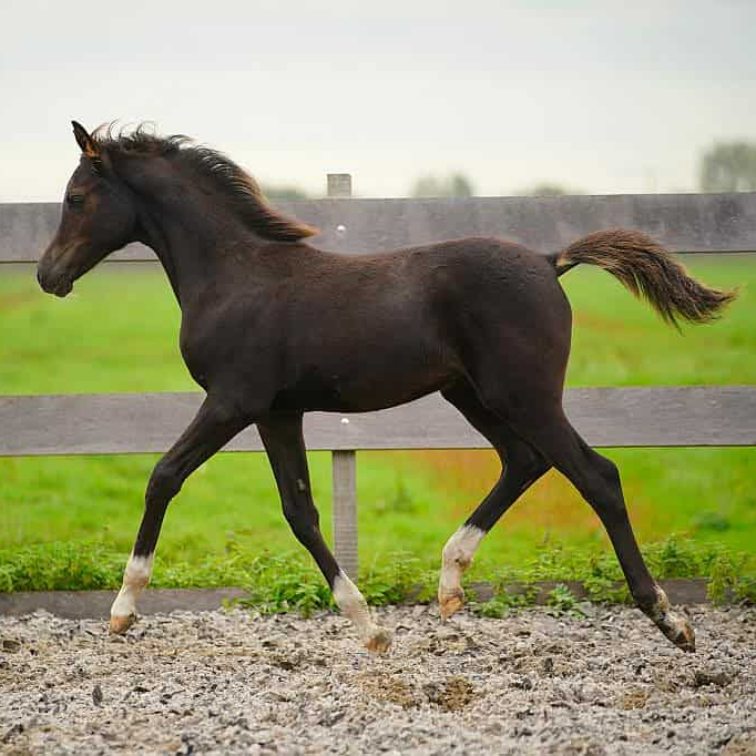 SOLD, Black Arabian colt with a good conformation and a nice head