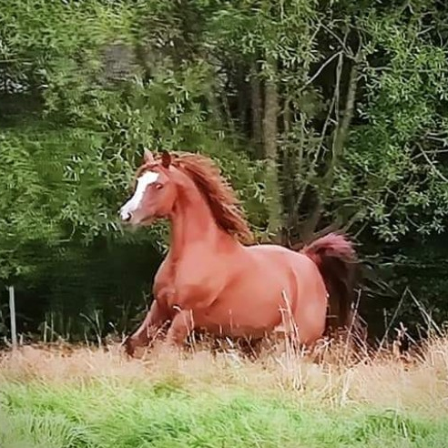 SOLD, Pretty chestnut Arabian mare with a good conformation and very good topline.