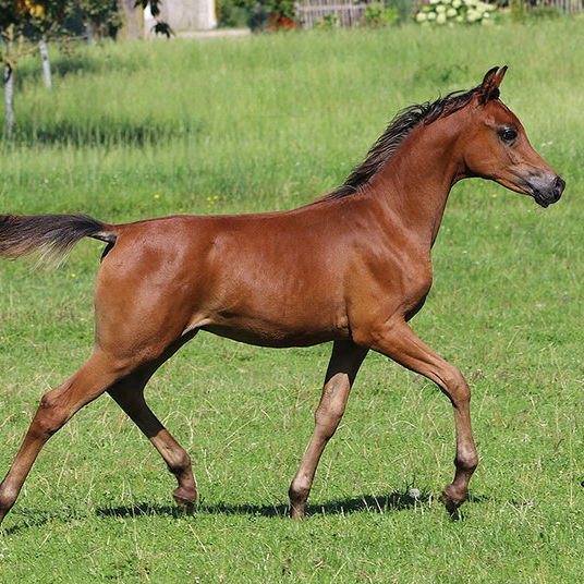 2025 Arabian gelding with a very good conformation and good movement, S0151