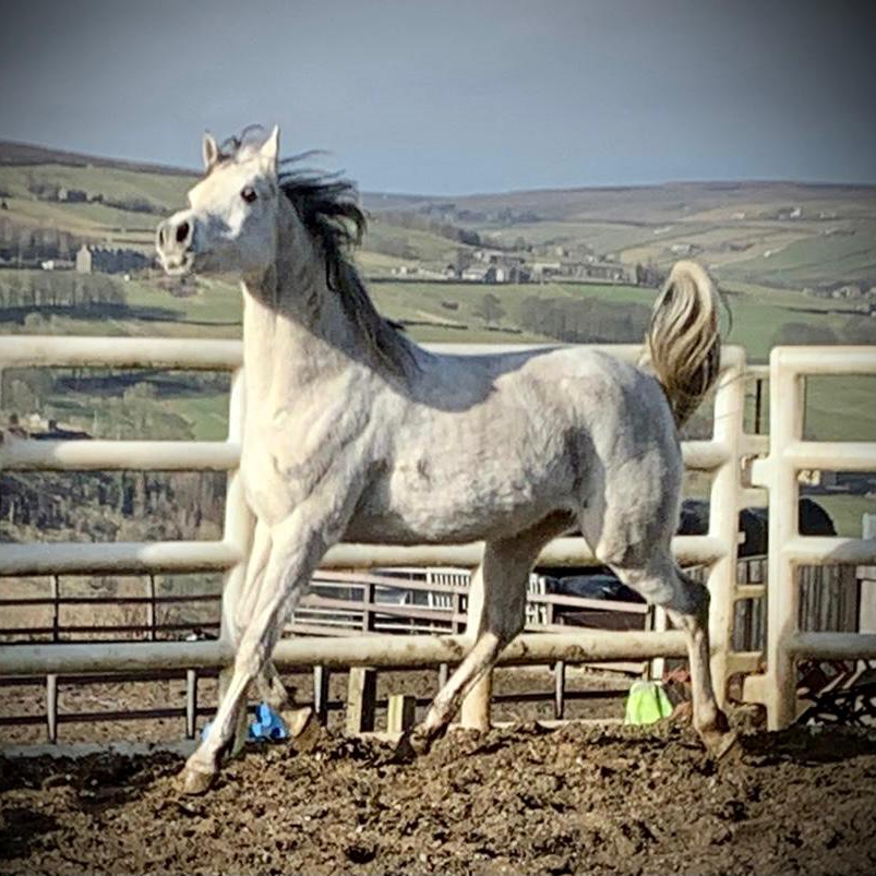 2012 Arabian mare by AL ADEED AL SHAQAB, S0150