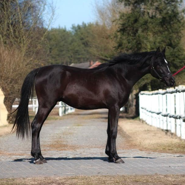 2024 Homozygous black Arabian colt,, for sale through 4D Arabians, located in Poland