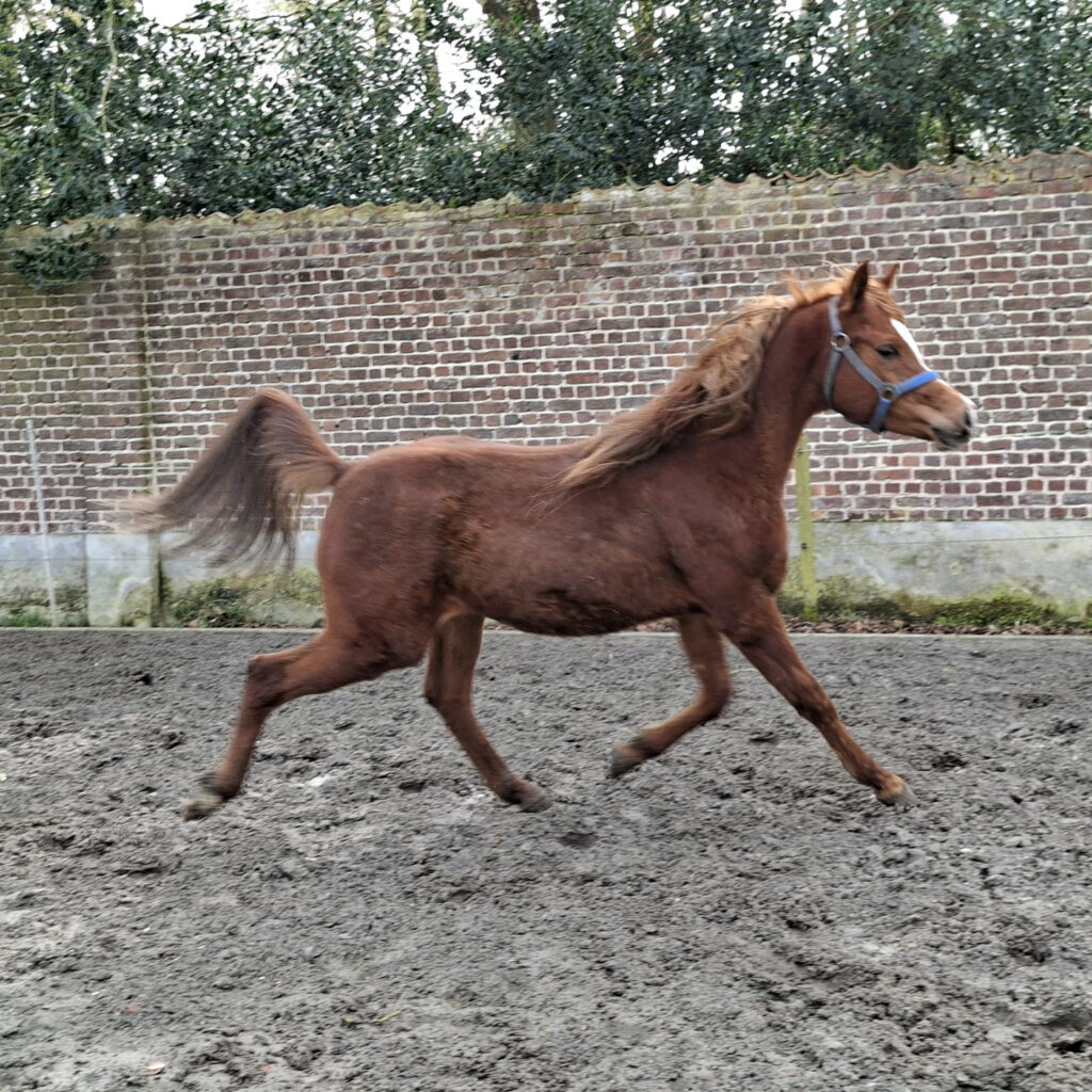 2024 Showy chestnut Arabian colt with good movements, S0112
