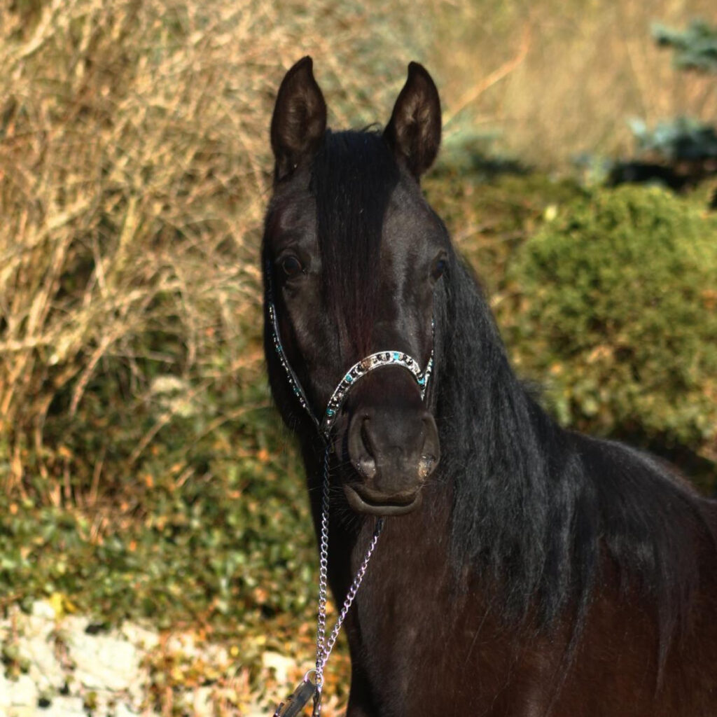 2024 Homozygous black Arabian filly, S0119