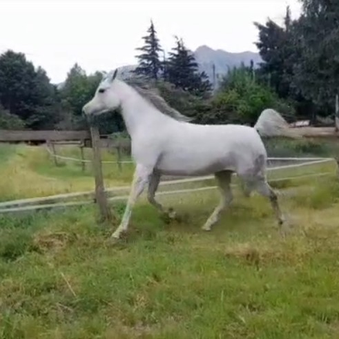 2016 Very beautiful and tall Arabian mare, with a beautiful dish, good conformation and good movements, S0155
