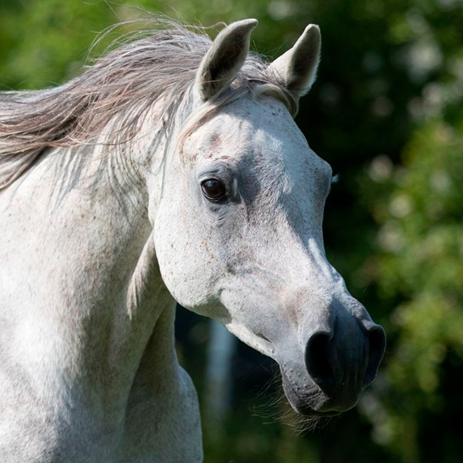 2014 Straight Egyptian mare, Hadban Enzahi, Blue List,S0144