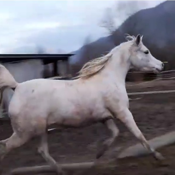 2020 Beautiful grey Arabian mare. She's a granddaughter of Platinum World Champion Stallion EKS, S0159