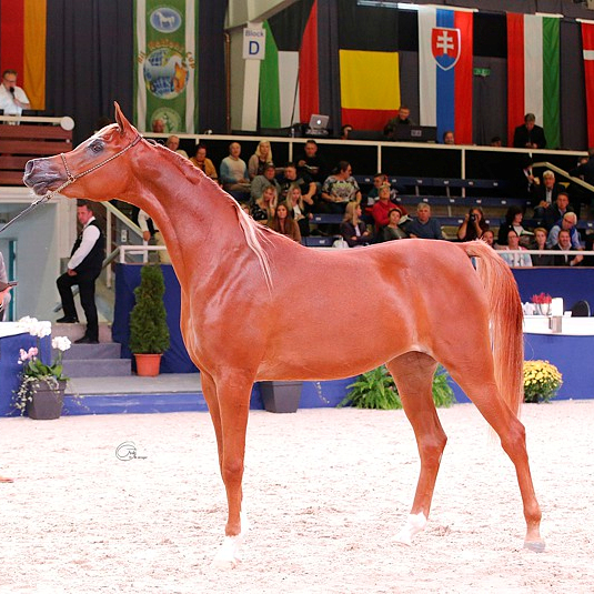 2017 Arabian mare by AJ MARDAN. She also carries the bloodlines of AJMAN MONISCIONE, S0162