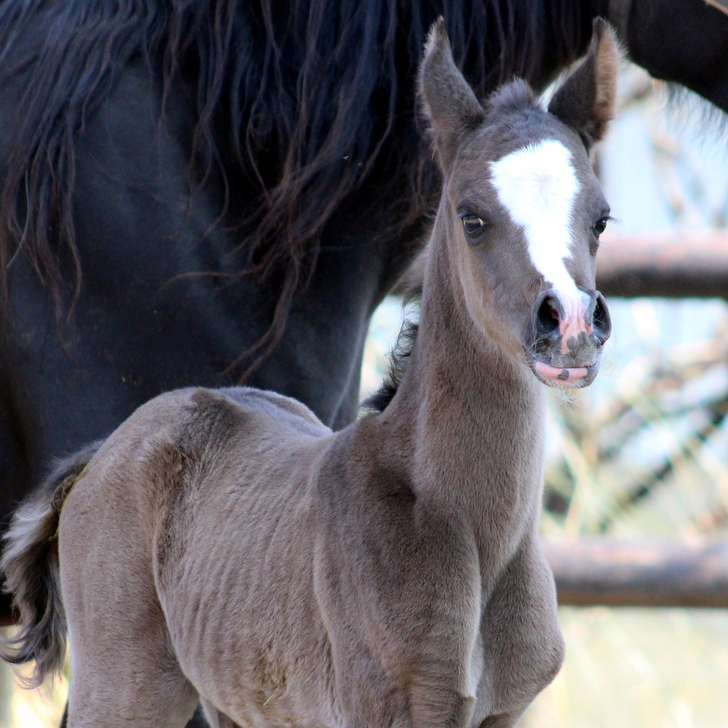 2026 Refined homozygous black Arabian filly with the W19 gen. She has a blaze and has white on three legs, S0166