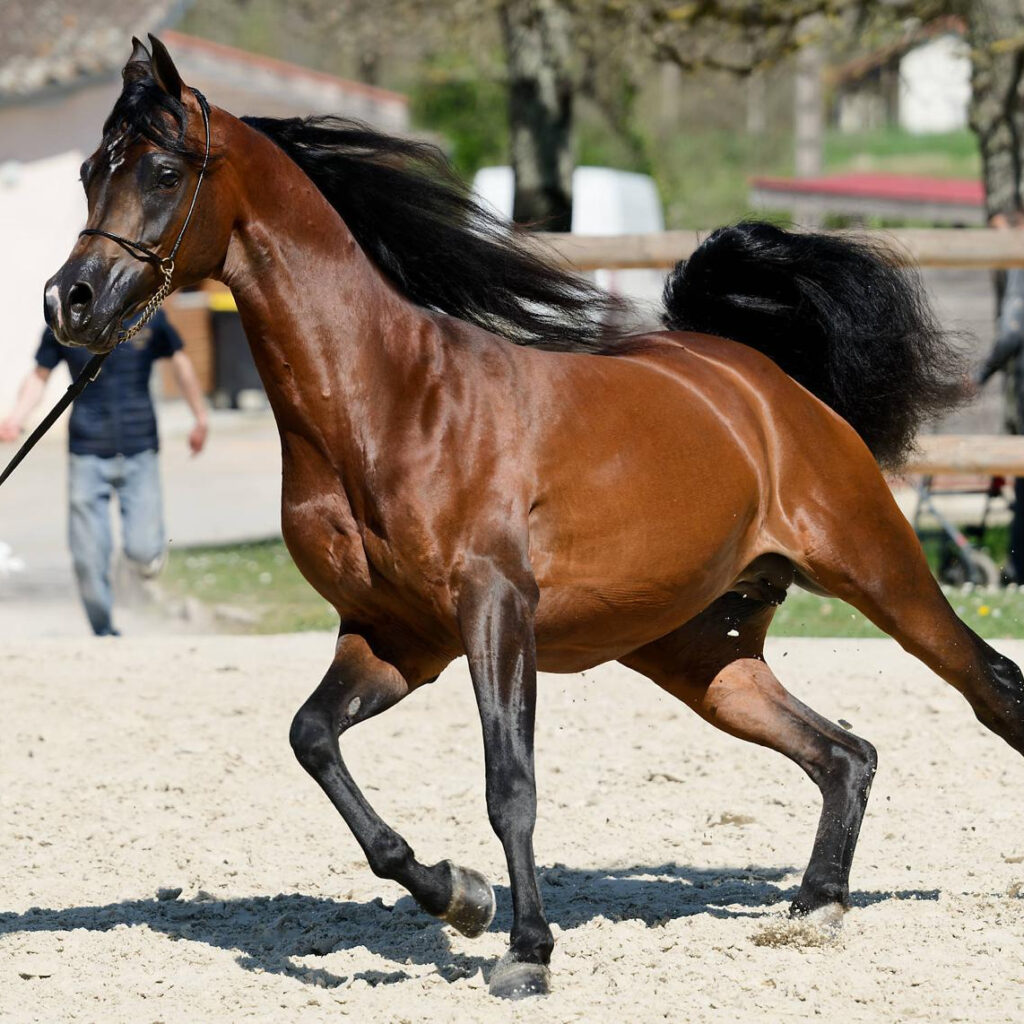 Multi-Champion stallion out of Champion parents, S0168