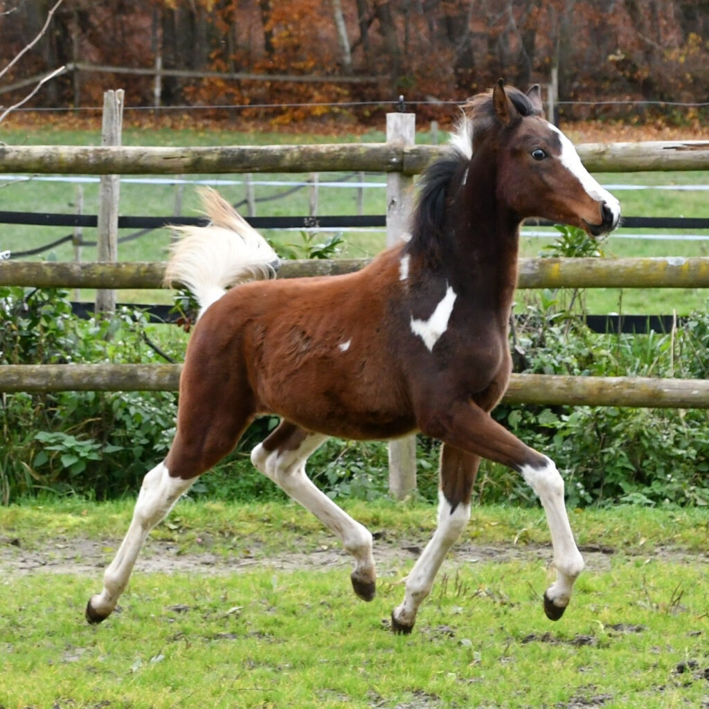 SOLD, Sweet part-bred Arabian colt with good movements.