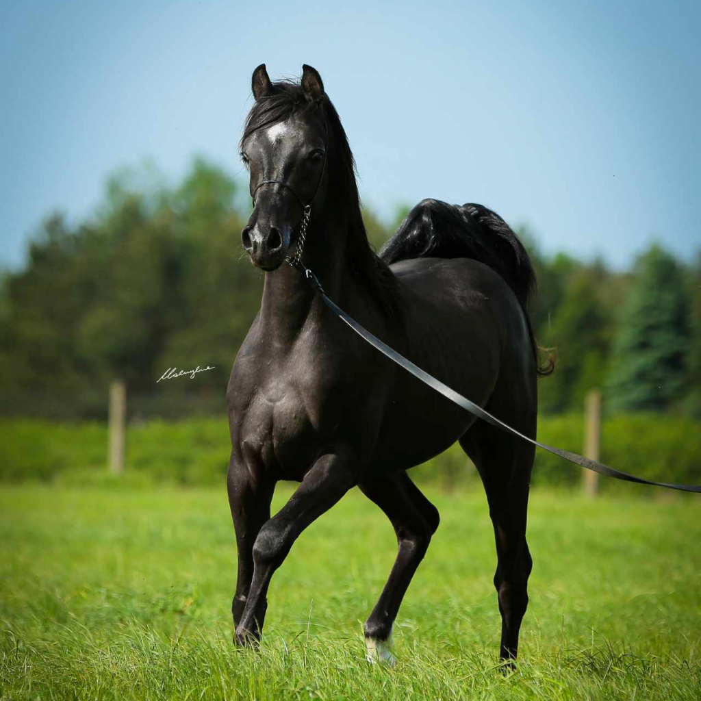 S0104 Black Arabian horse for sale