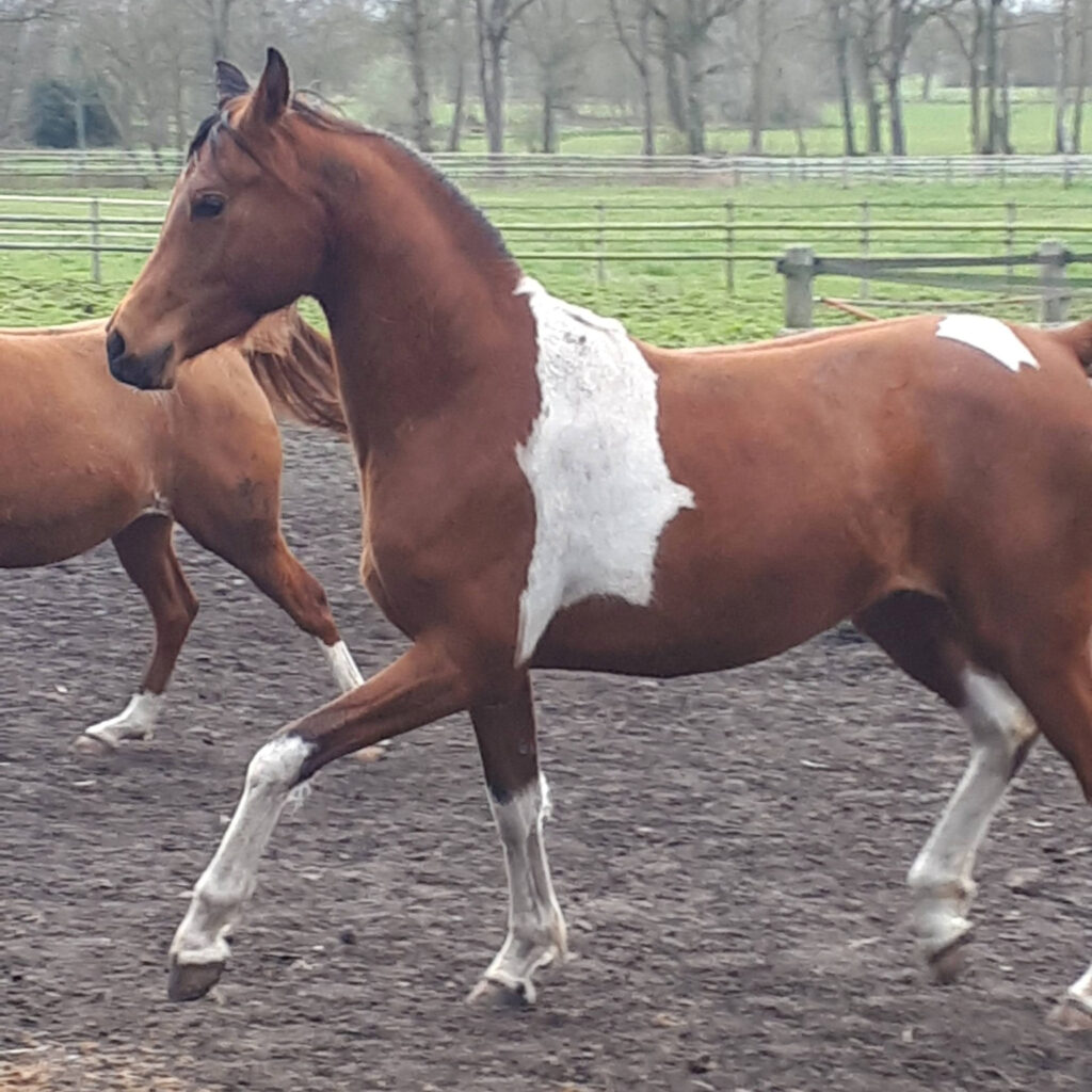 2024 Eye-catching Pintabian gelding with 99,85% Arabian blood, S0171
