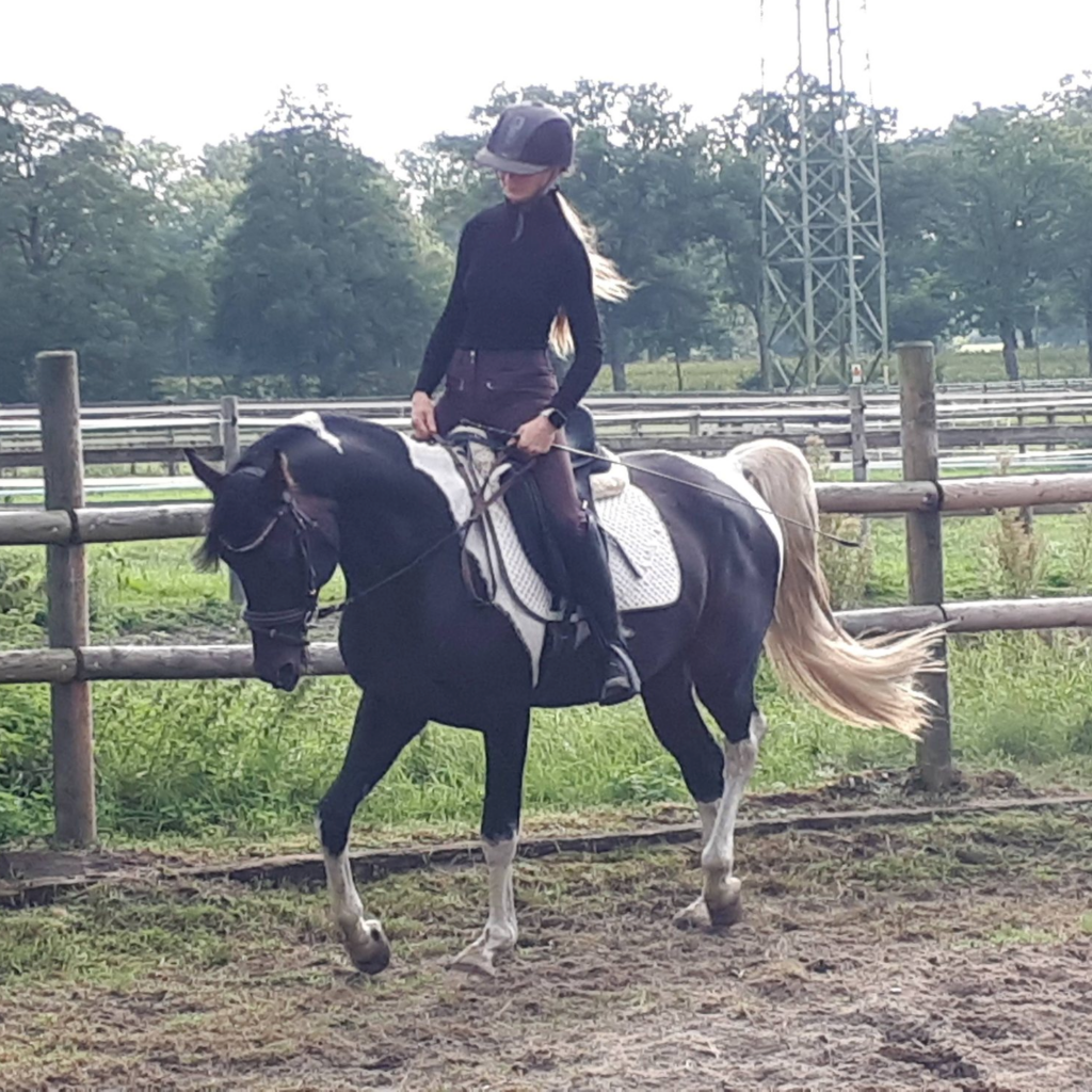 2020 Pintabian stallion (99,7% Arabian blood), S0177
