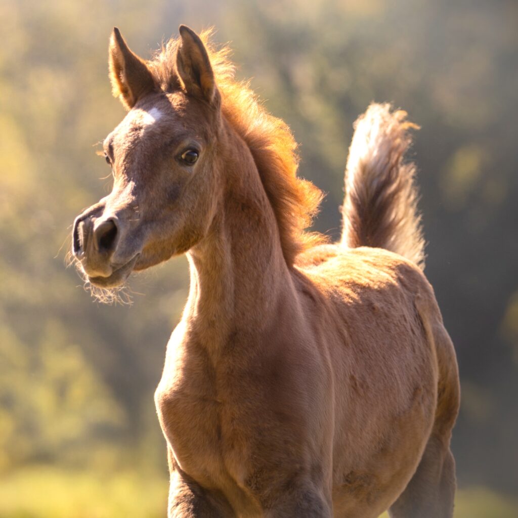 2025 Wonderful grey Straight Egyptian filly, Blue List, S0179