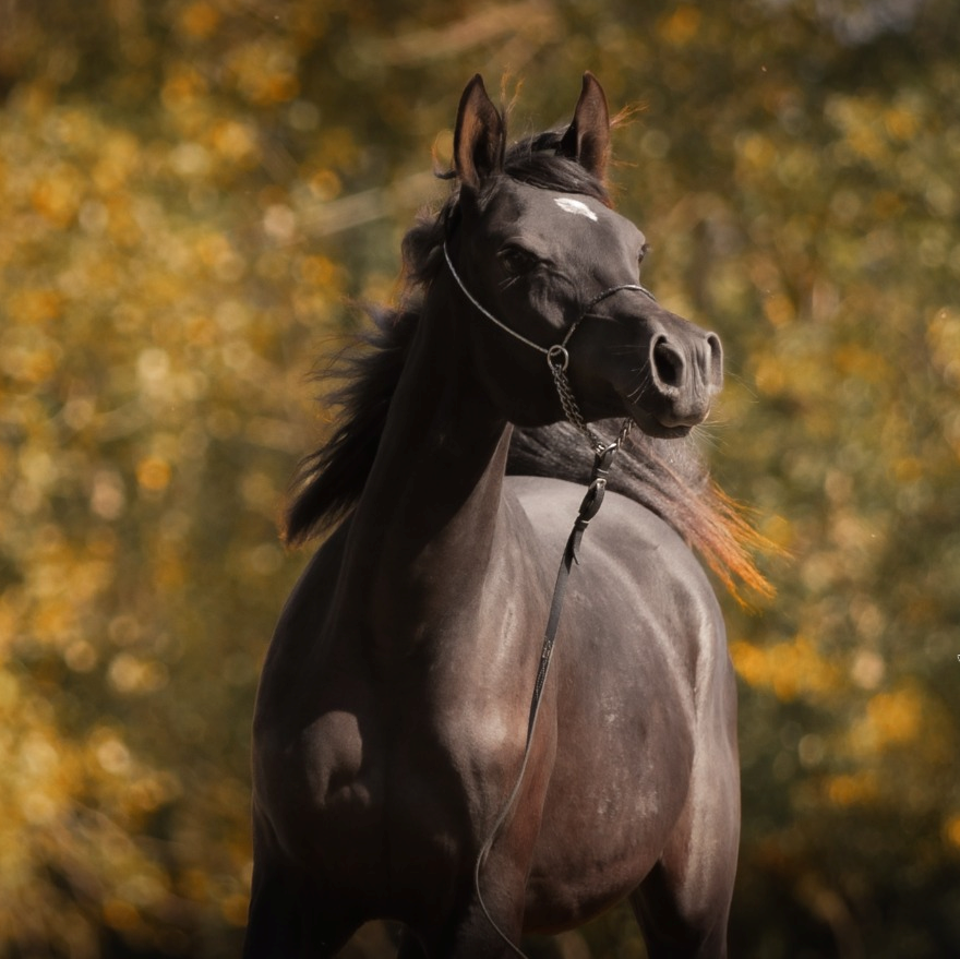 2024 Tall black Straight Egyptian filly with very good movements. Strain Dahmah Shahwaniyah, S0180