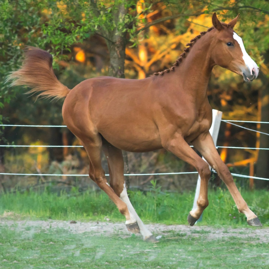 2025 Part-bred colt with good movements and an impressive neck,
S0181