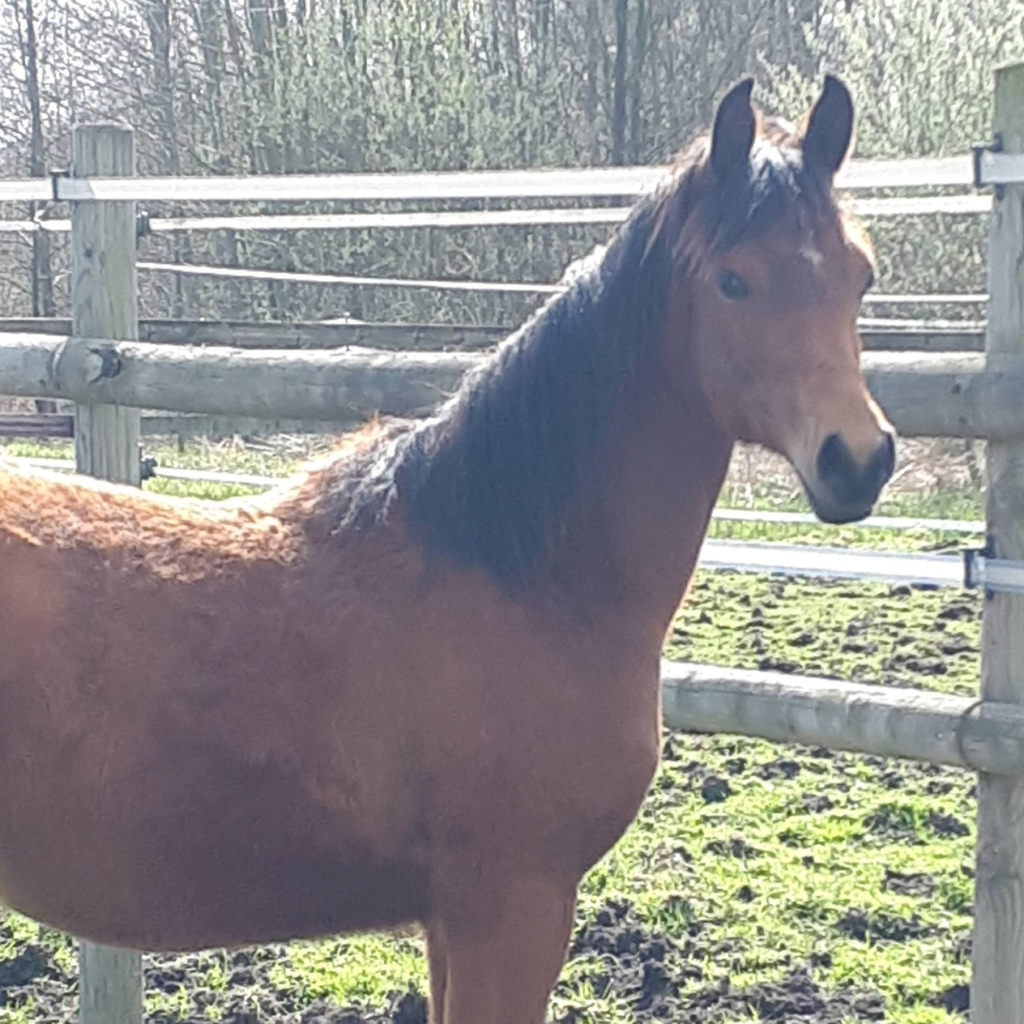 2025 Bay part-bred filly with 99,85% Arabian blood, S0182
