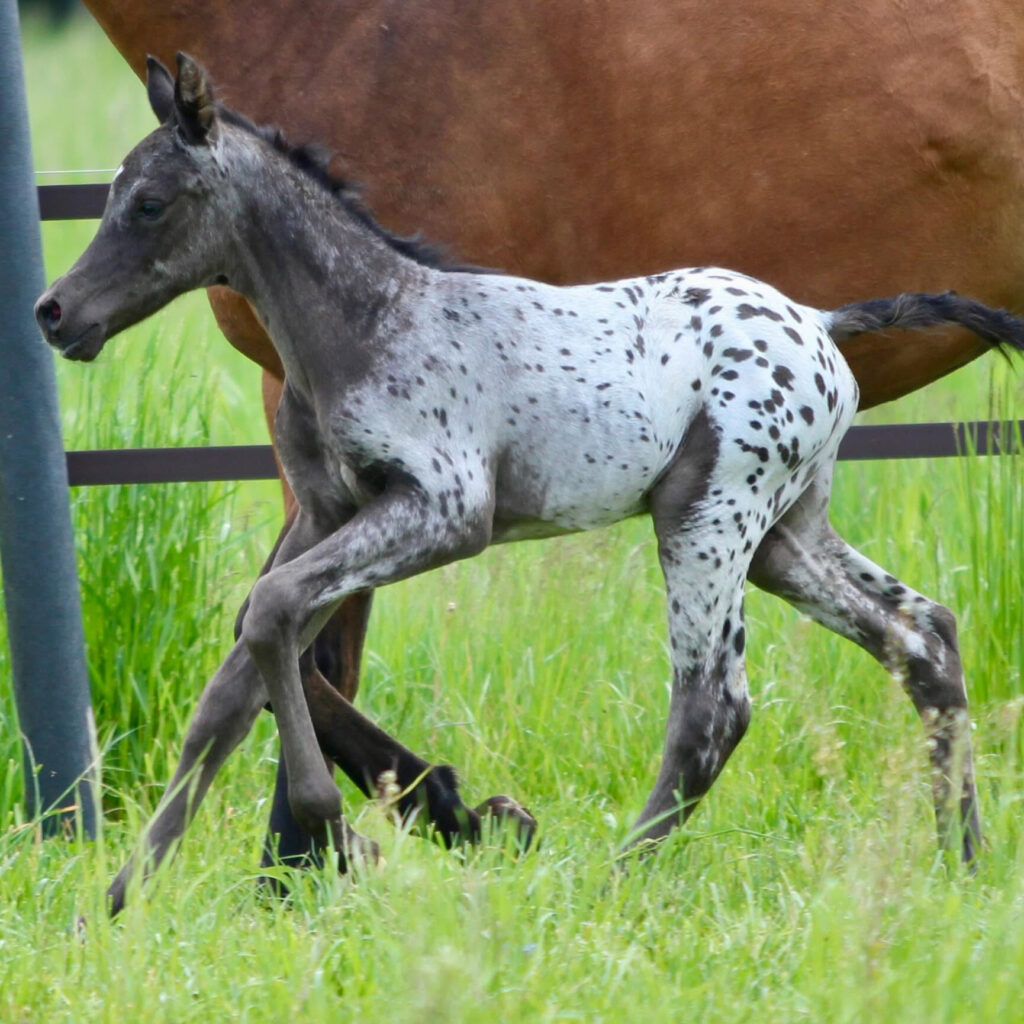 2026 Very stunning and very rare Araloosa colt with a leopard coat - smoky black blanket, S0195