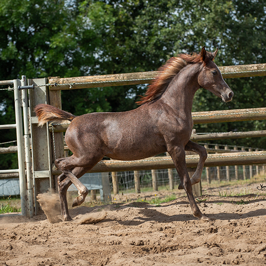 2025 Sweet grey Arabian filly that is very people-oriented, S0206