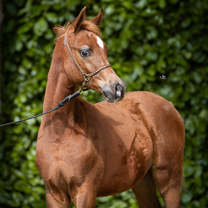 2025 Beautiful chestnut Arabian colt with flaxen manes, S0207